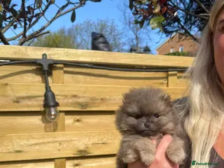 Pomeranian dogs Unique Blue and tan girl 💖 - Advert 5