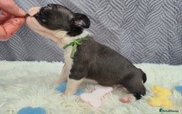 Boston Terrier dogs for sale: Superb litter of boston terriers. - Image 10