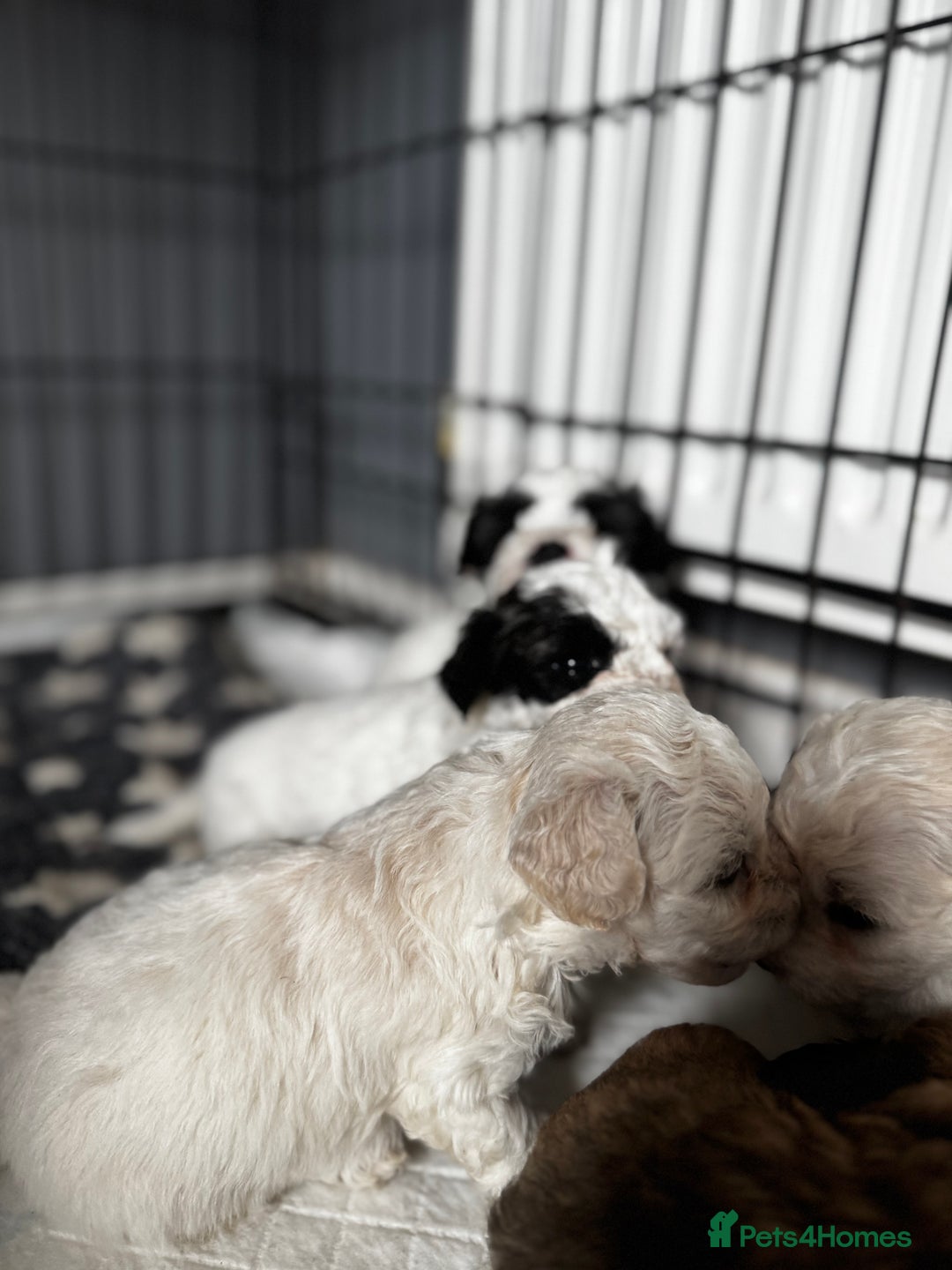 Shichon dogs for sale: 5 beautiful Shichon girls  - Image 2