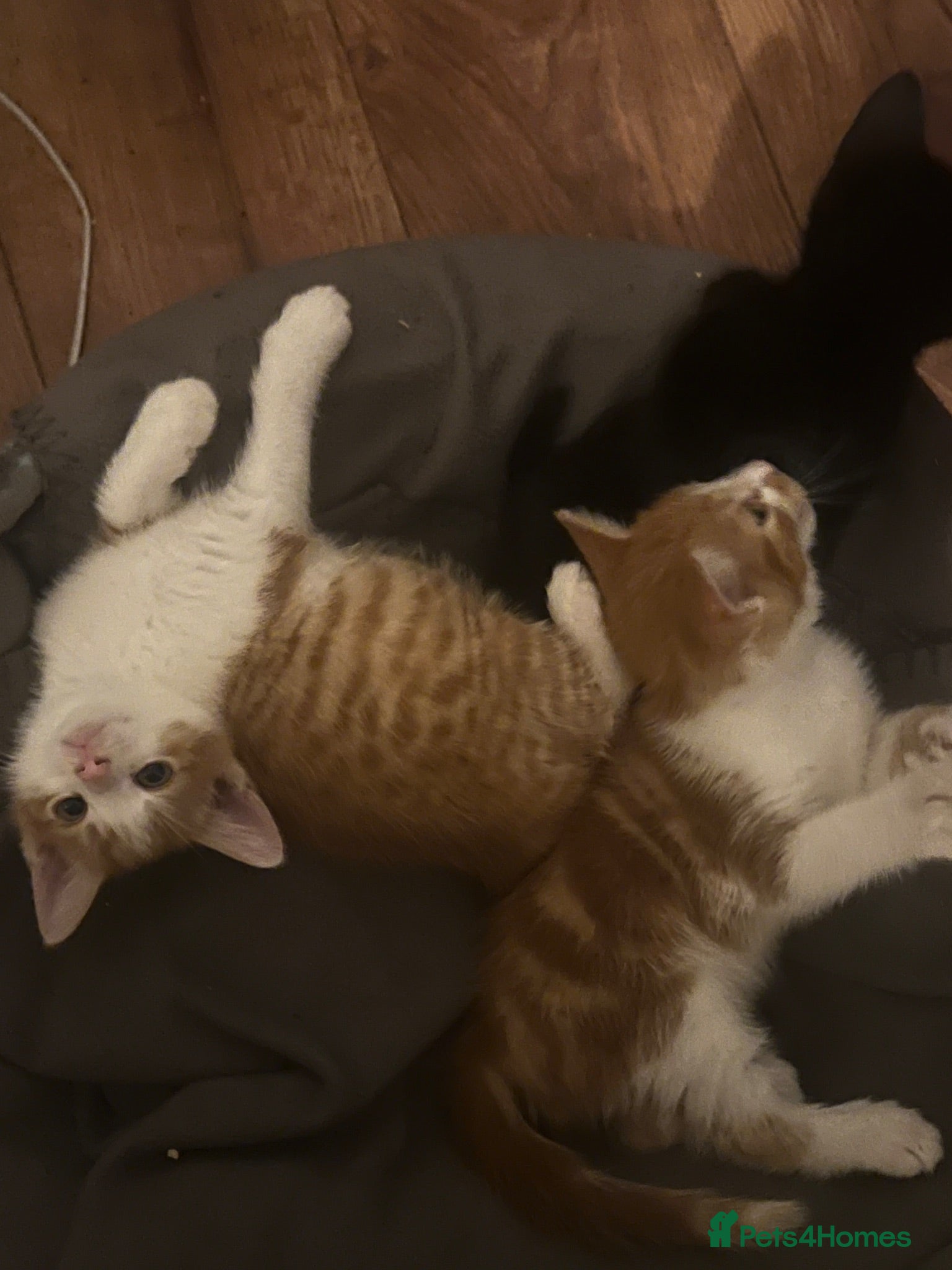 Mixed Breed cats Ginger, black and white and black cats for sale  - Advert 3