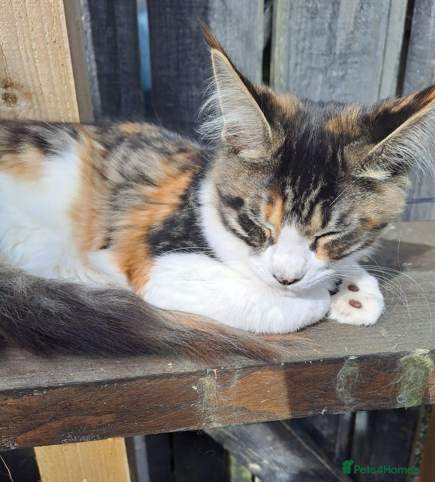 Maine Coon cats Maine Coon Kittens for Sale - Advert 4