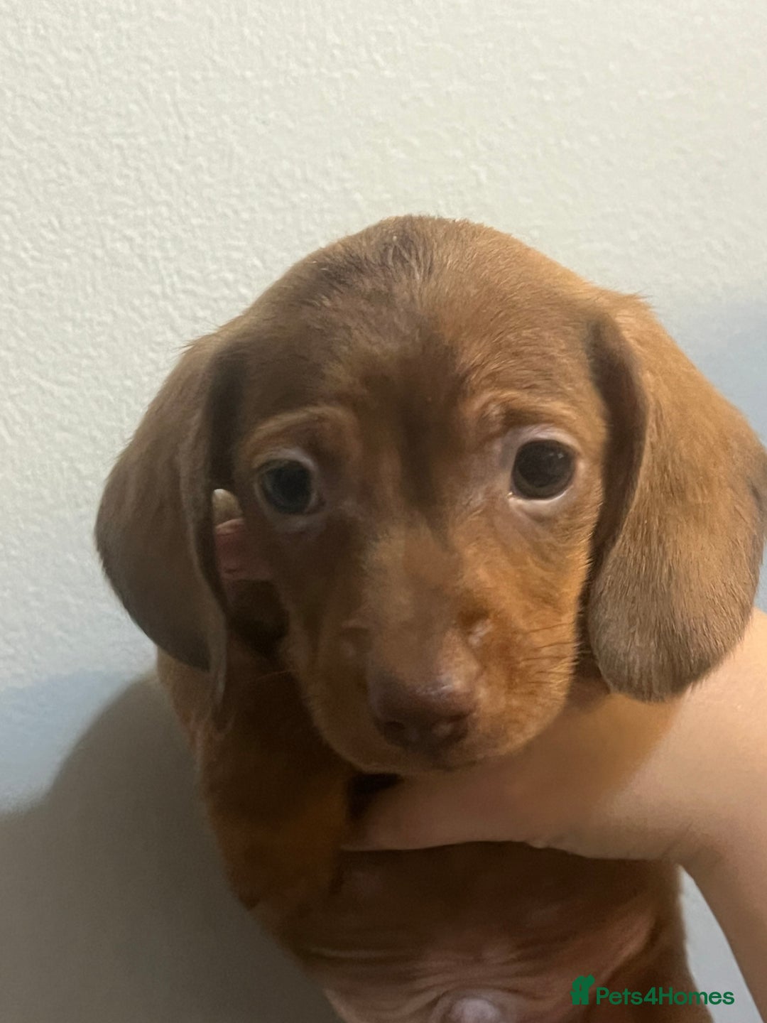 Miniature Dachshund dogs for sale: Gorgeous Miniature Dachshunds - Image 4