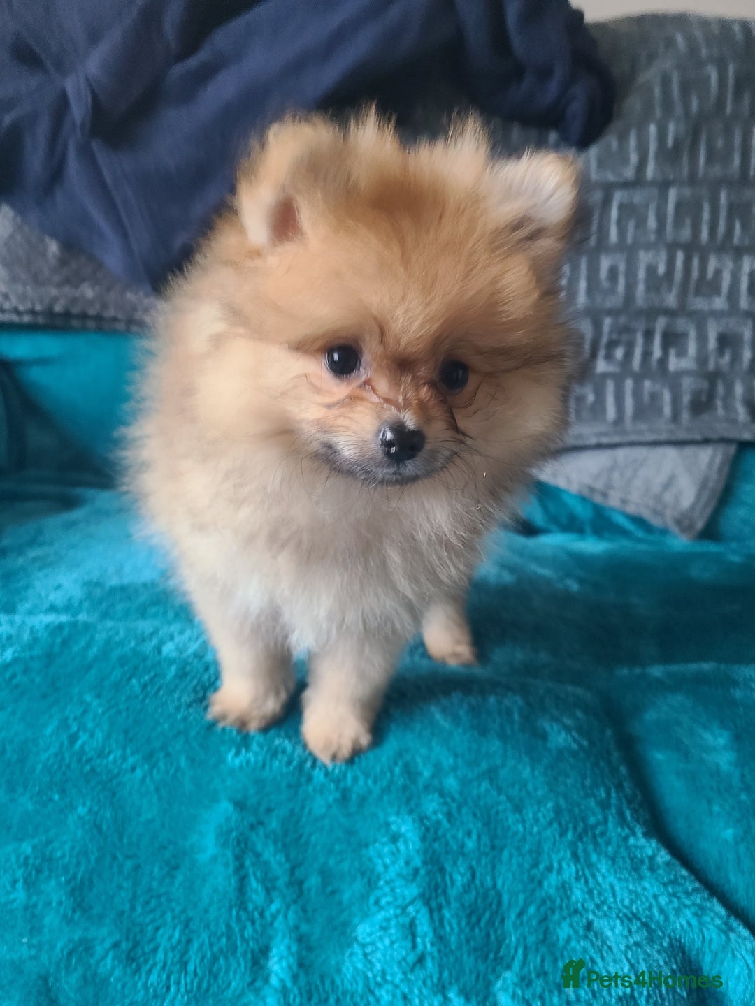 Pomeranian dogs for sale: Pomeranian puppies ready now 1 male left! - Advert 19