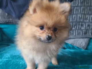 Pomeranian dogs Pomeranian puppies ready now 1 male left! - Advert 3