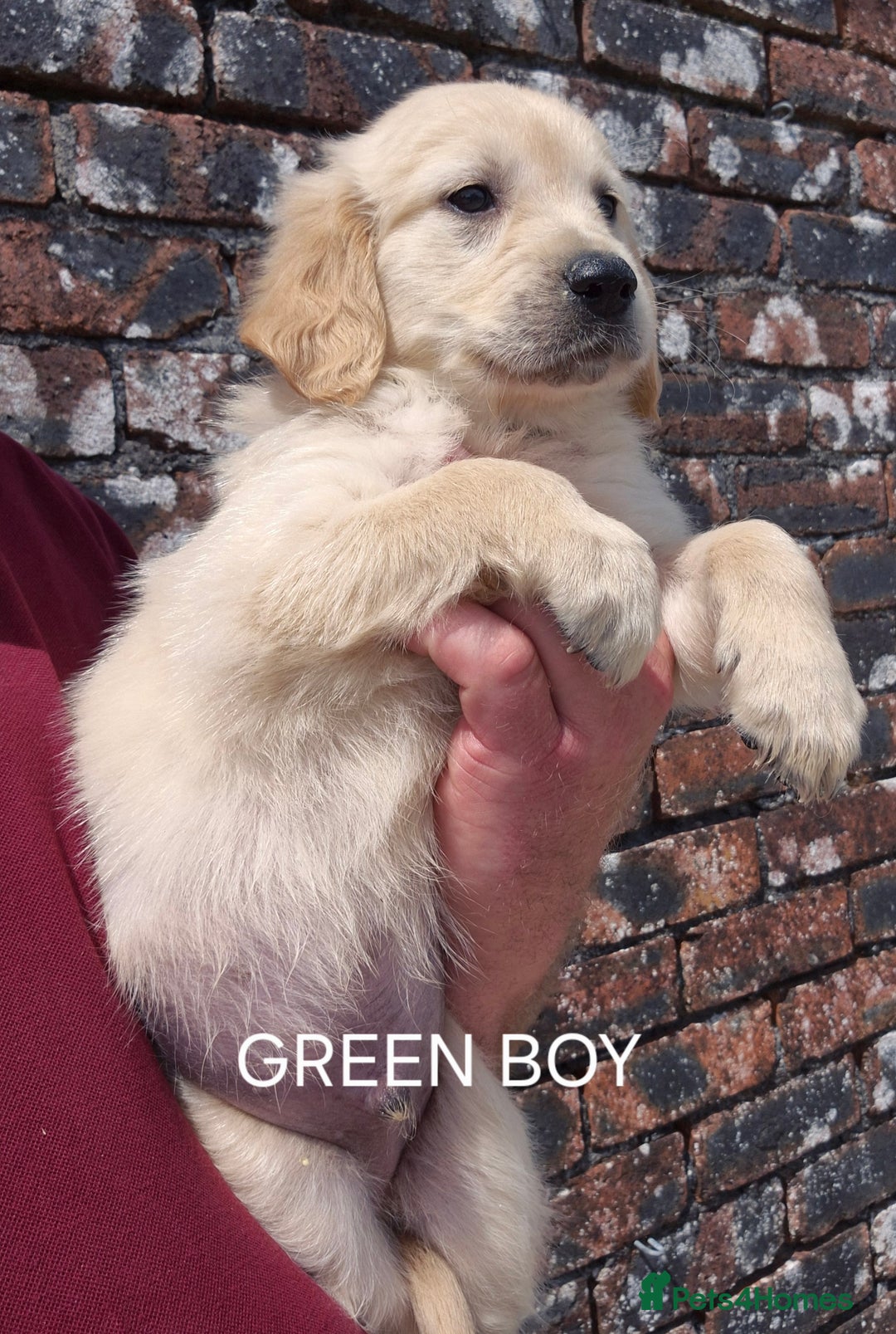 Golden Retriever dogs for sale: KC GOLDEN RETRIEVER PUPPIES  - Image 6