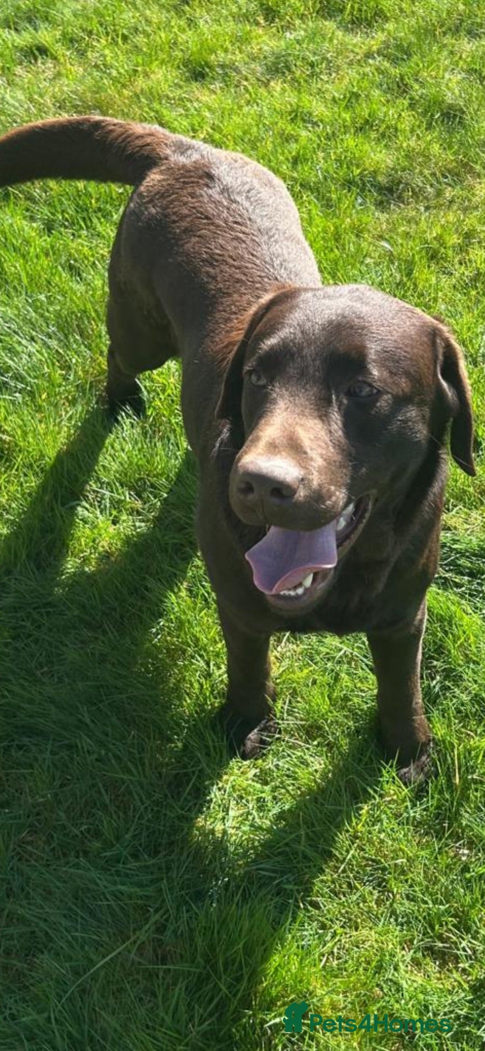 Labrador Retriever dogs Chocolate Labs Extenively health Tested  - Advert 2