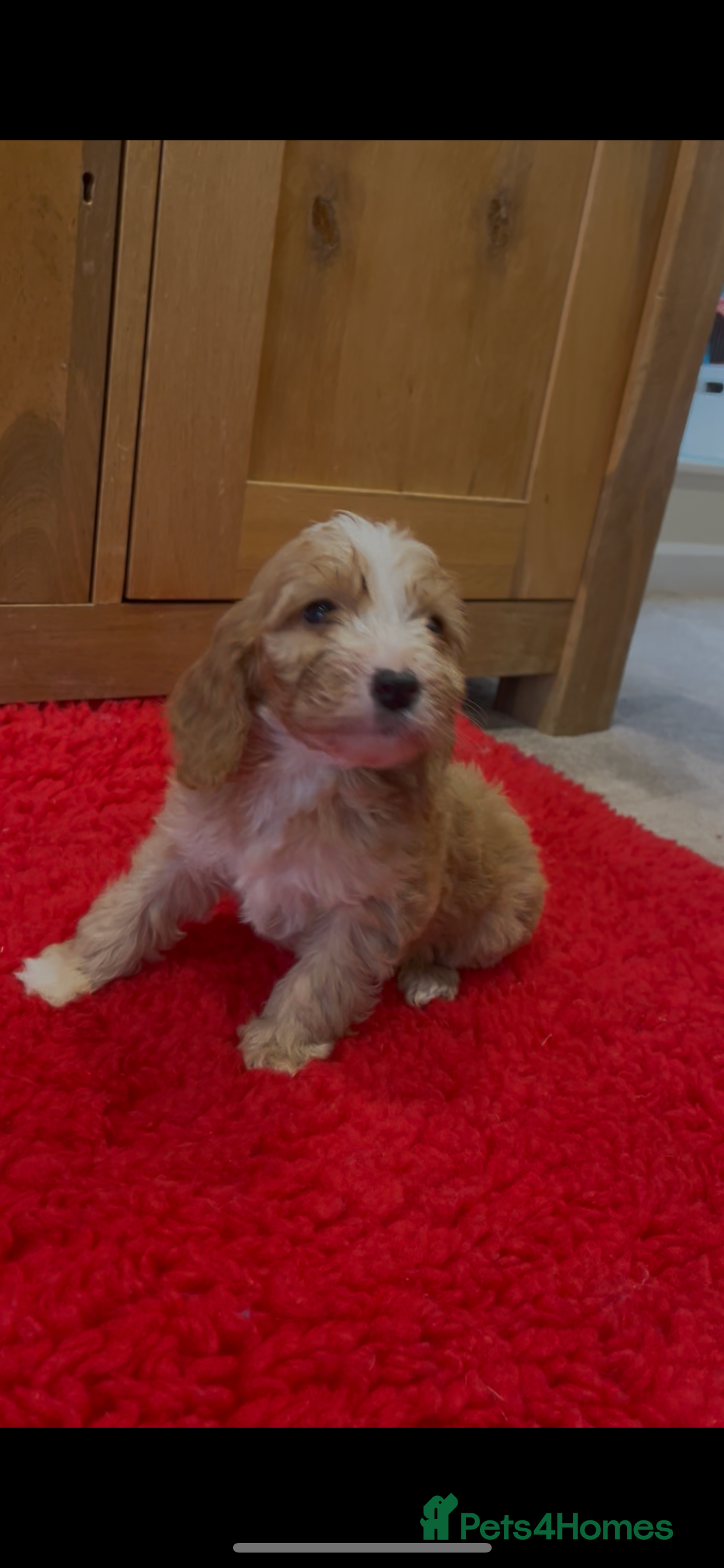 Cockapoo dogs Beautiful hereditary healthy male pups - Advert 2