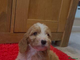 Cockapoo dogs Beautiful hereditary healthy male pups - Advert 7