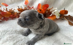 French Bulldog dogs for sale: Frenchie pups KC Registered  - Image 15