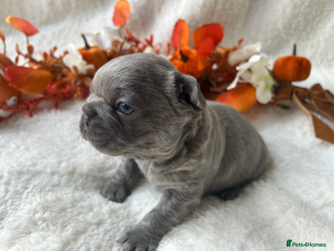 French Bulldog dogs for sale: Frenchie pups KC Registered  - Image 15
