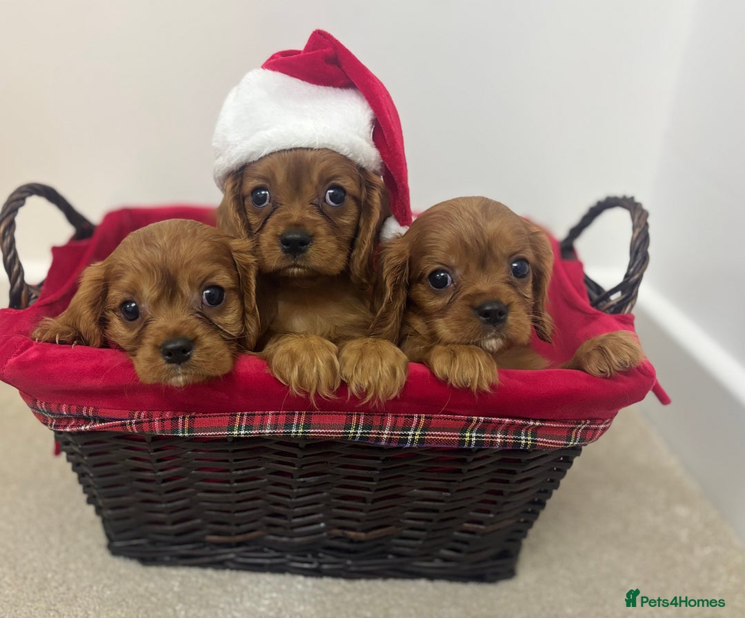 Cavalier King Charles Spaniel dogs for sale: KC registered Health tested King Charles cavalier - Advert 3