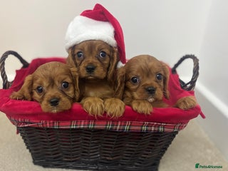 Cavalier King Charles Spaniel dogs KC registered Health tested King Charles cavalier - Advert 1