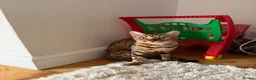 Bengal cats for sale: Beautiful Bengal x kittens  - Advert 5