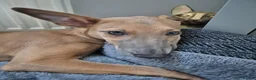 Mixed Breed dogs for sale: Male and female whippet x lurcher  in Southend-on-Sea - Advert 3