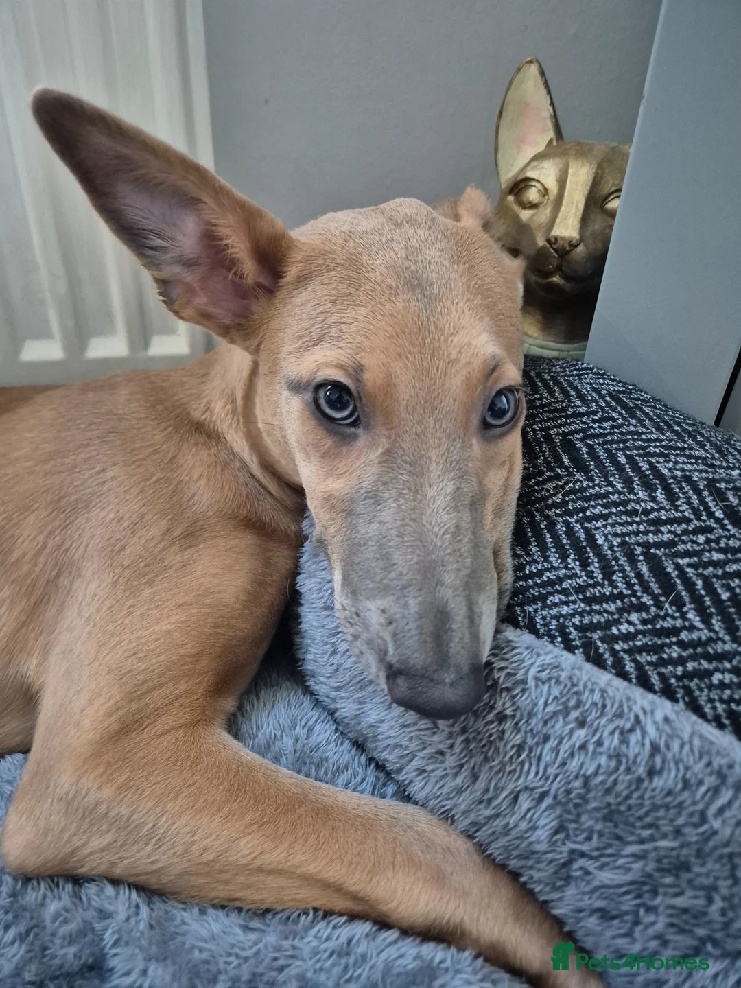 Mixed Breed dogs for sale: Male and female whippet x lurcher  in Southend-on-Sea - Advert 3