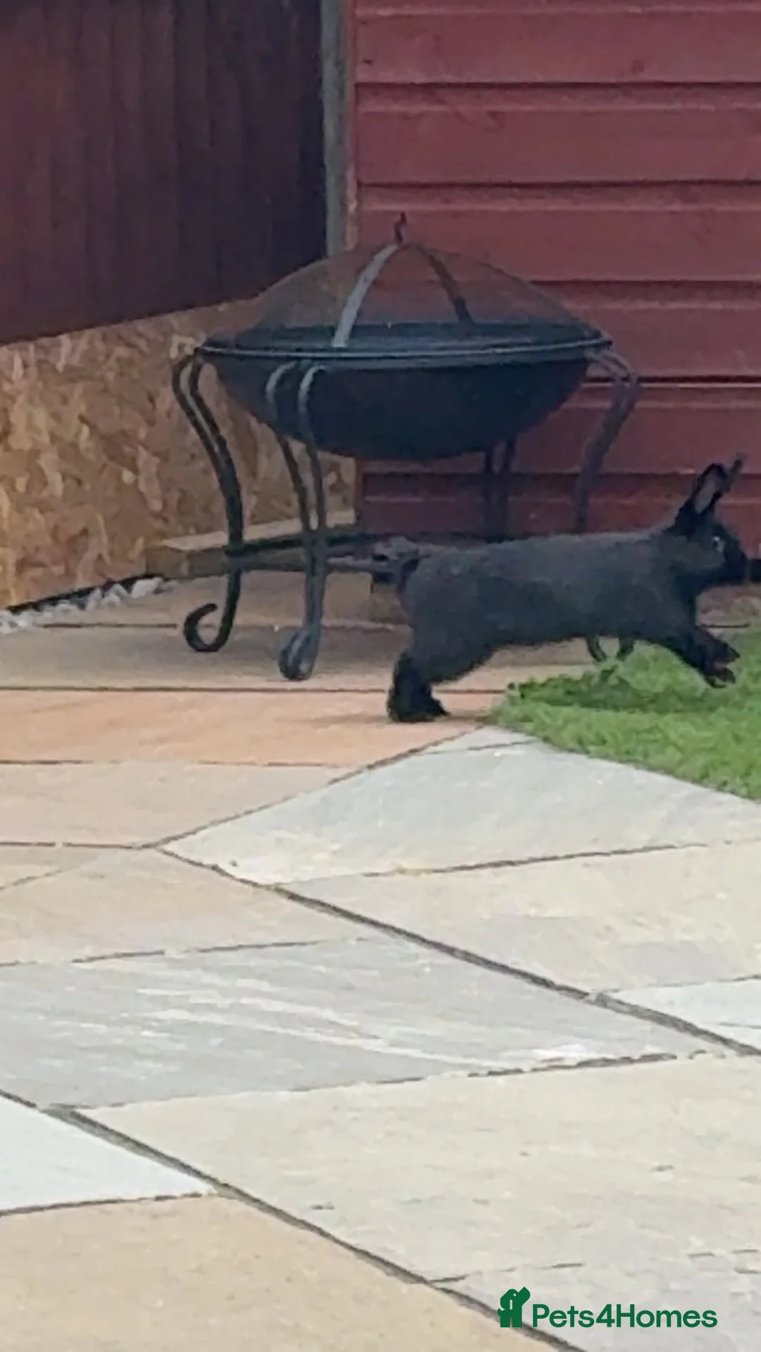 Mixed Breed rabbits for sale: 2 rabbits for sale  - Advert 4