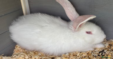 Continental Giant rabbits - Advert 3