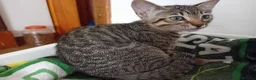 Bengal cats for sale: 🧡 Kitten Seeking One Well-Trained Human... 🐾 - Advert 4