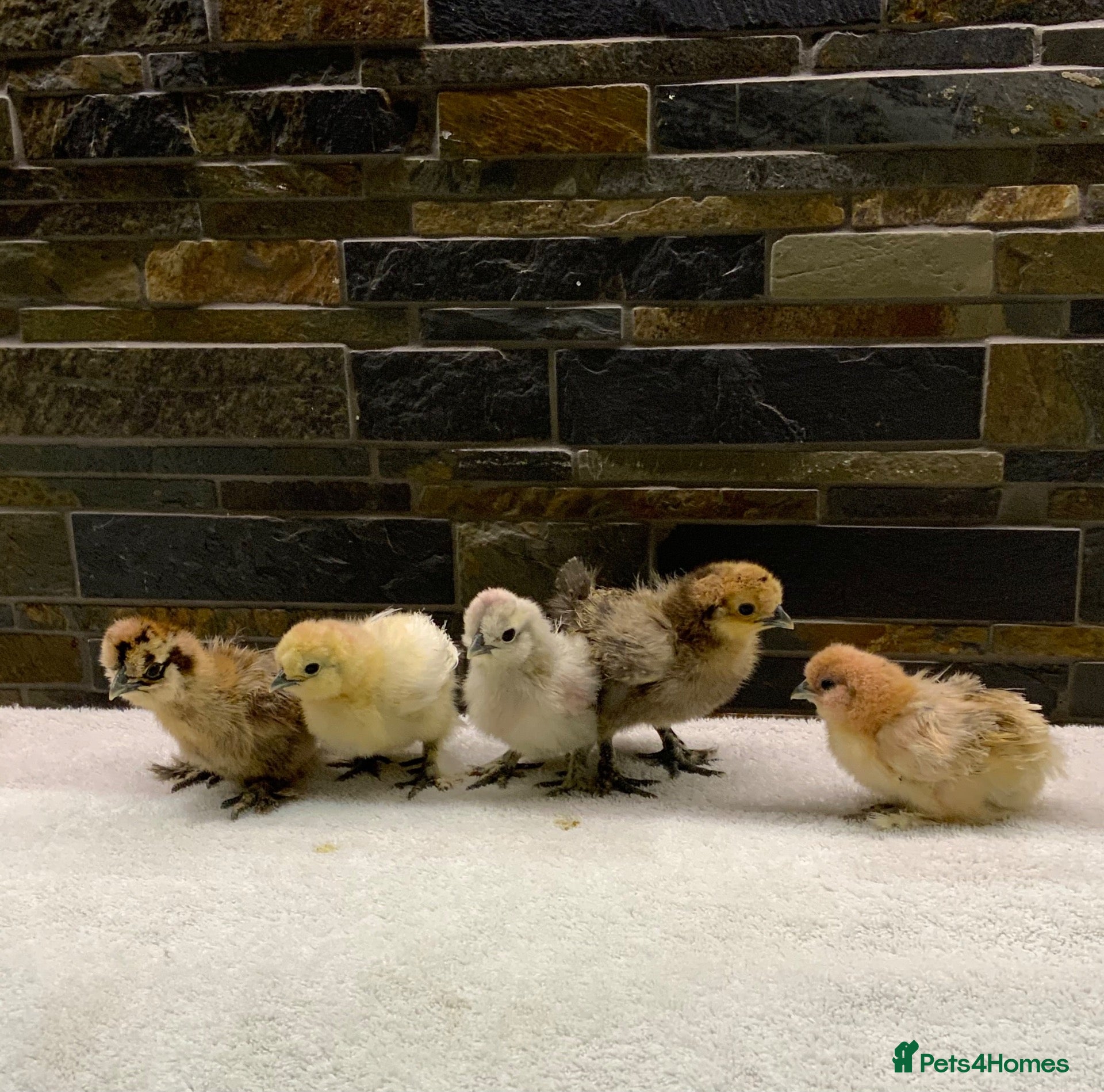 Chickens poultry for sale: FEMALE Bantam Chicks, Silkie, Polish, Pekin  - Advert 2