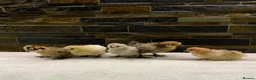 Chickens poultry for sale: FEMALE Bantam Chicks, Silkie, Polish, Pekin  - Advert 2