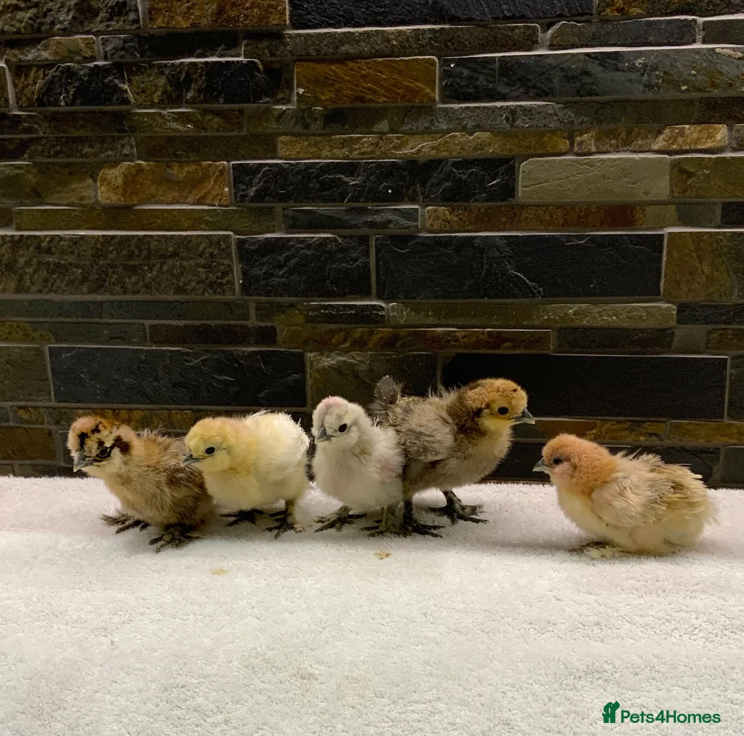 Chickens poultry for sale: FEMALE Bantam Chicks, Silkie, Polish, Pekin  - Advert 2
