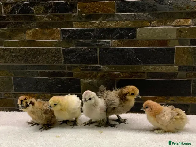Chickens poultry for sale: FEMALE Bantam Chicks, Silkie, Polish, Pekin - Advert 2