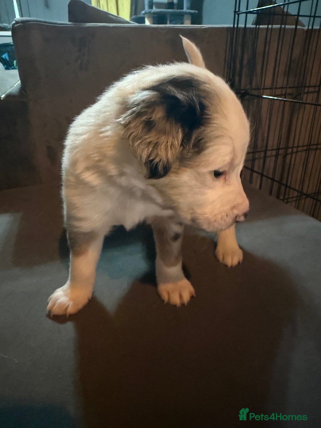 Border Collie dogs for sale: Border Collie Puppies  - Advert 7