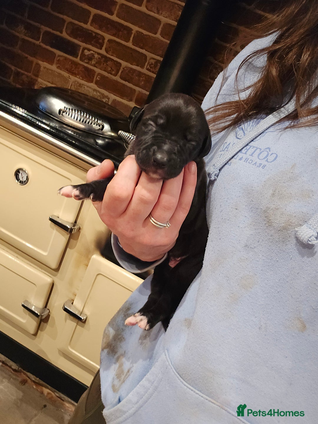 Whippet dogs for sale: Whippet litter - Image 10