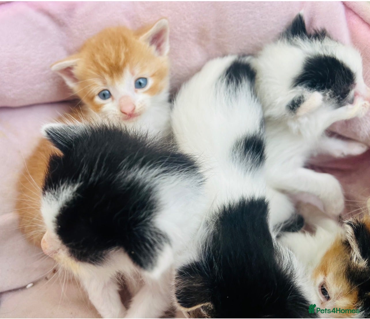 Mixed Breed cats Super friendly kittens used to dogs and children  - Advert 6
