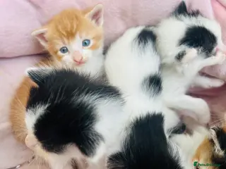 Mixed Breed cats Super friendly kittens used to dogs and children - Advert 6
