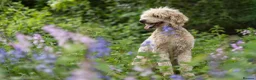 Goldendoodle dogs for sale: Exceptional Health tested Goldendoodle puppies - Advert 17