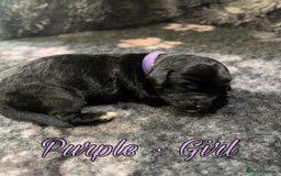 Mixed Breed dogs for sale: Cavapoochon puppies  - Image 4