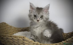 Maine Coon cats for sale: TICA registered Maine coon kittens, shaded lines - Image 7