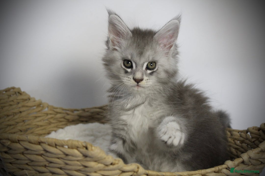 Maine Coon cats for sale: TICA registered Maine coon kittens, shaded lines - Image 7