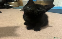 British Longhair cats for sale: 4 all black girls looking for forever home - Image 5