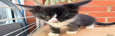 Korat 1