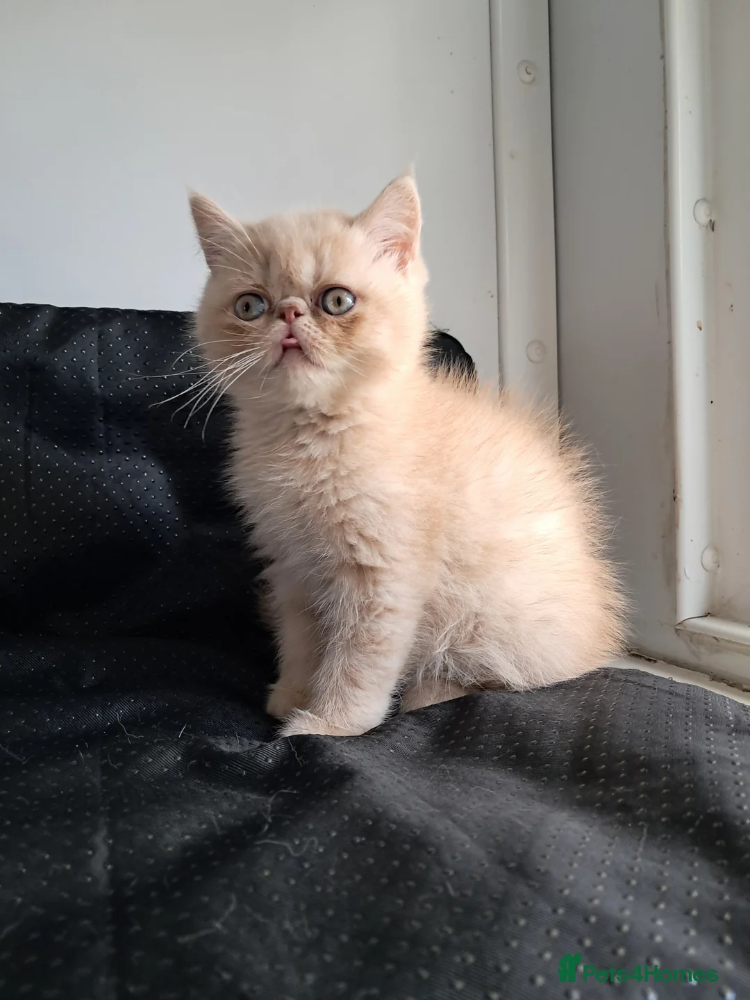 Exotic cats for sale: Domel - Advert 1