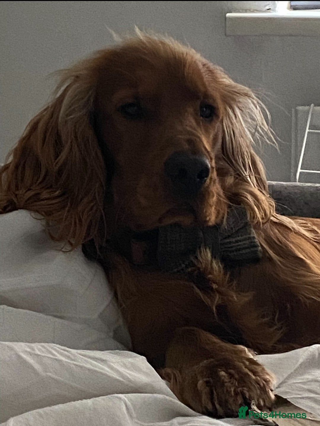 Cocker Spaniel dogs for sale: Beautiful show cocker - Advert 5