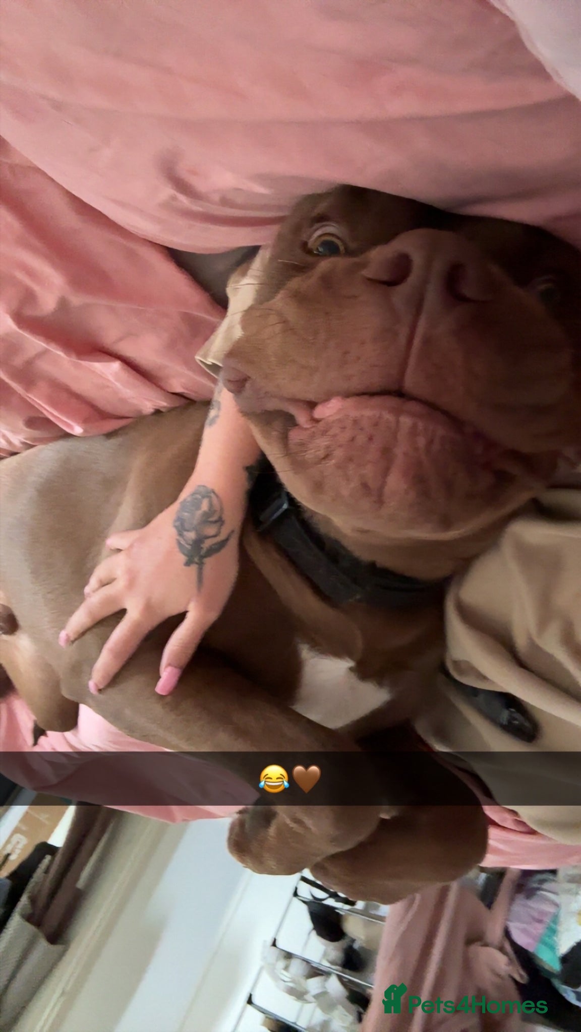 Cane Corso dogs 10 month old cane corso - Advert 1