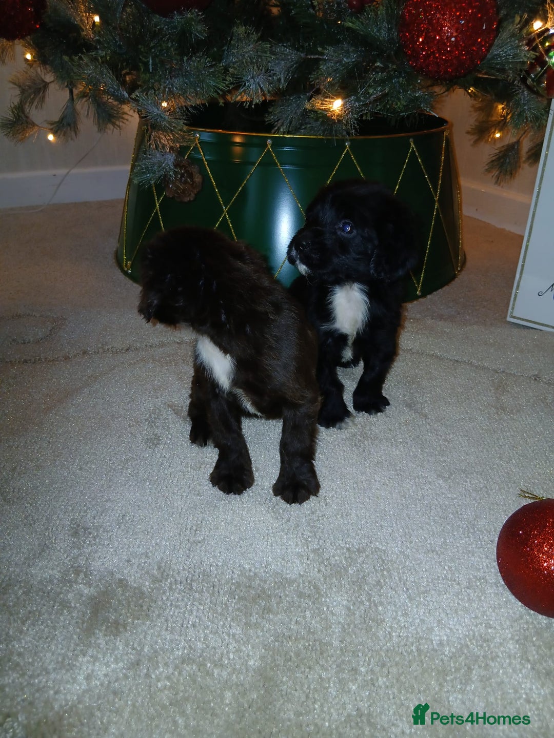 Cocker Spaniel dogs for sale: 2 beautiful cocker spaniel pups ready now - Advert 6