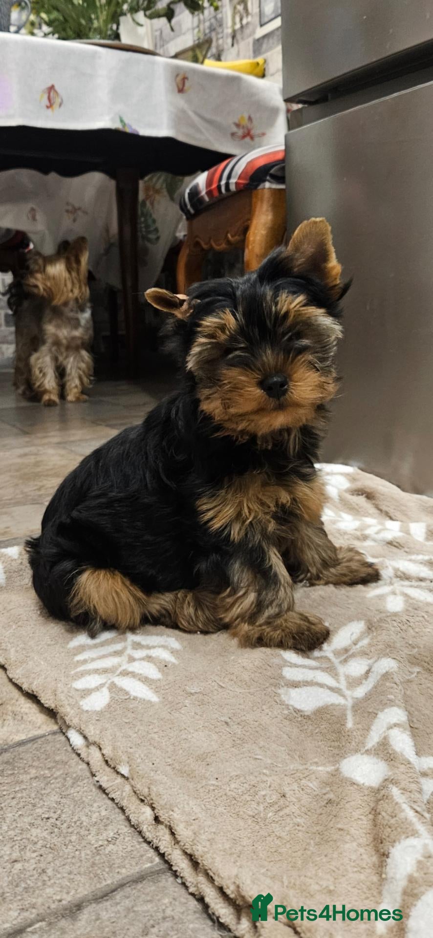 Yorkshire Terrier dogs Pedigree Yorkshire Terrier Puppies,Show Winner Dad - Advert 4