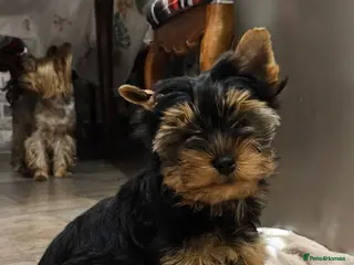 Yorkshire Terrier dogs Pedigree Yorkshire Terrier Puppies,Show Winner Dad - Advert 4