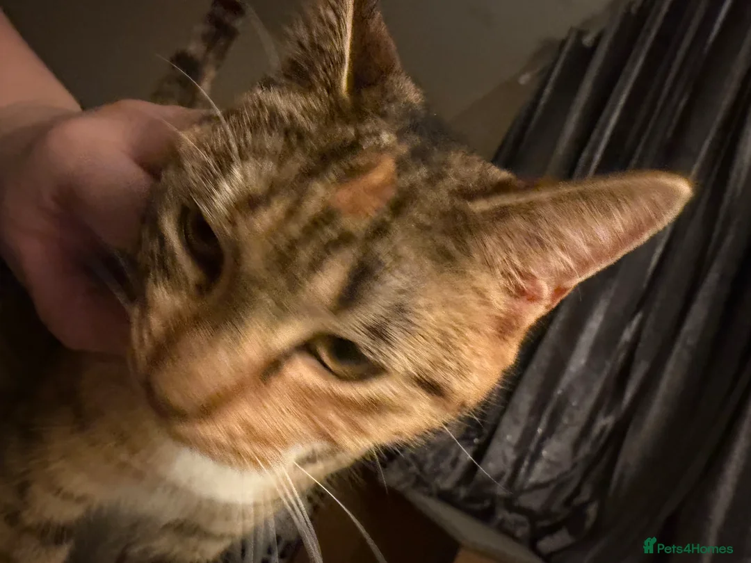 Mixed Breed cats for sale: Two cats for rehome  in Swadlincote - Advert 2