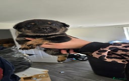 Mixed Breed dogs for sale: Rottweiler × german shepherd puppies - Image 9