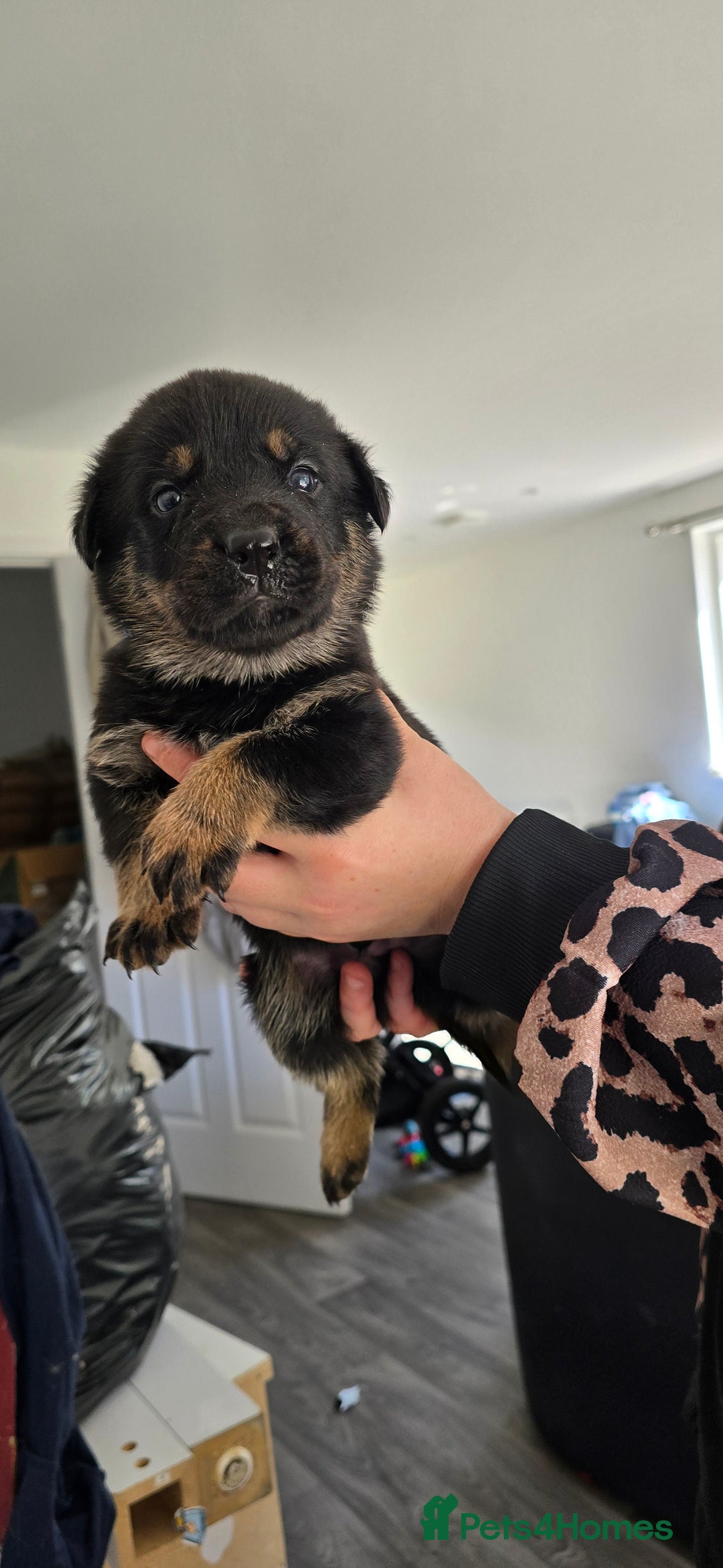 Mixed Breed dogs for sale: Rottweiler × german shepherd puppies - Image 9