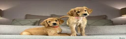 Goldendoodle dogs for sale: Healthy Gorgeous sweet natured puppies  - Advert 11