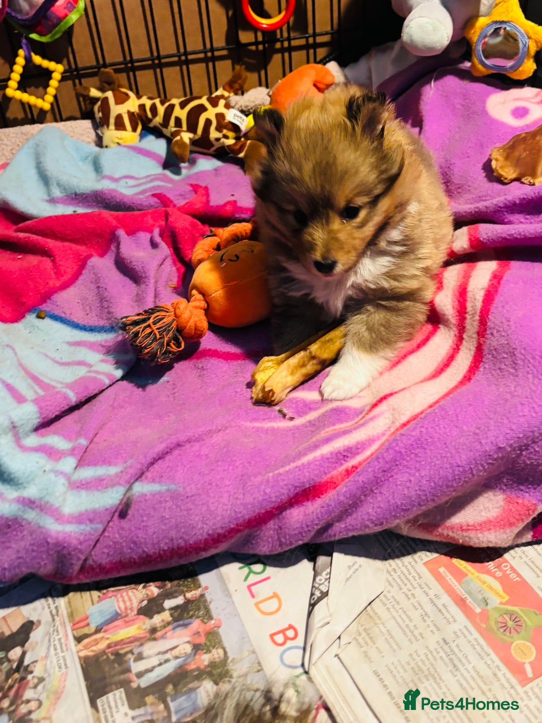 Shetland Sheepdog dogs for sale: Pretty Shetland sheepdog girl puppy  - Advert 1