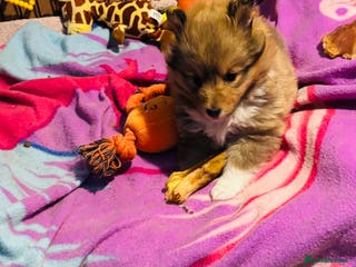 Shetland Sheepdog dogs Pretty Shetland sheepdog girl puppy - Advert 1