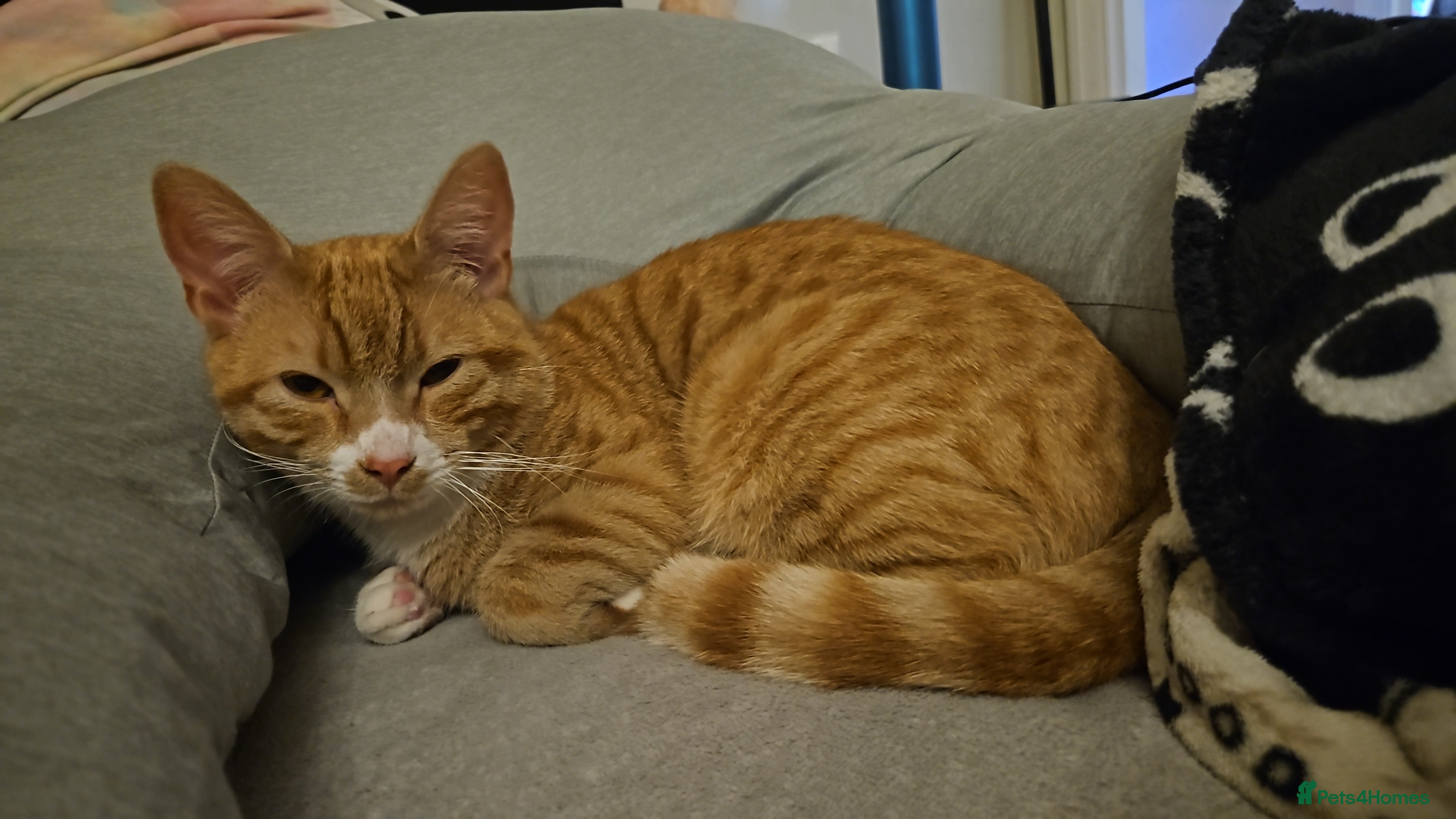 Domestic Shorthair cats Male Ginger Tom Kitten - Advert 2