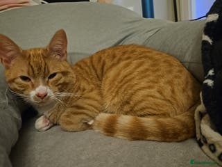 Domestic Shorthair cats Male Ginger Tom Kitten - Advert 2